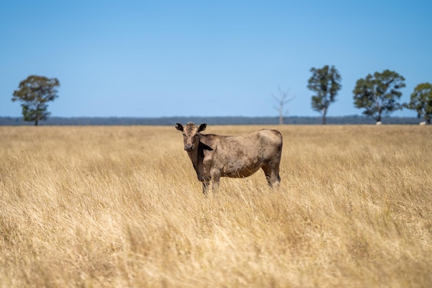 Uma vaca em um campo de grama seca