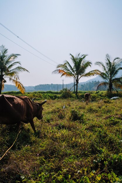 Uma vaca em um campo na Índia