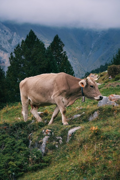 Uma vaca está caminhando em uma colina com montanhas ao fundo.