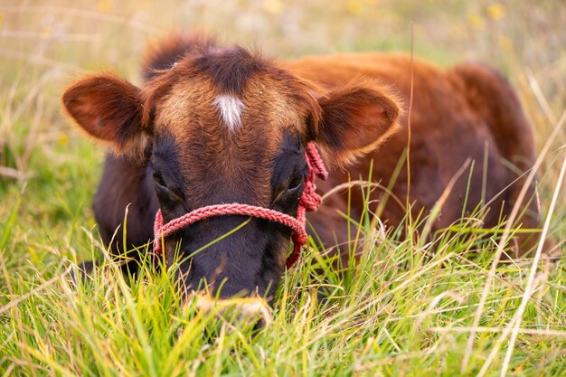 Foto uma vaca jovem e solteira sentada na grama