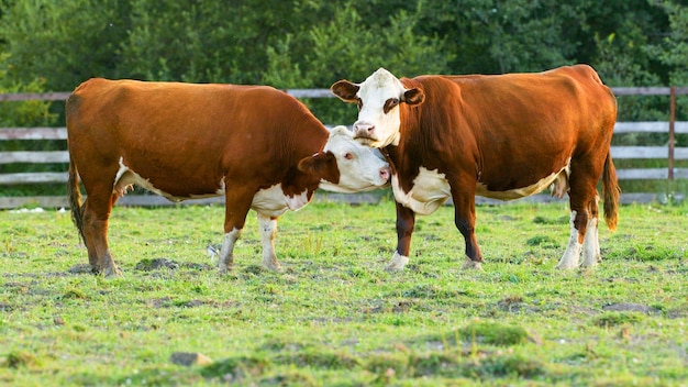 Uma vaca lambe outra vaca. As vacas pastam em um pasto na aldeia.