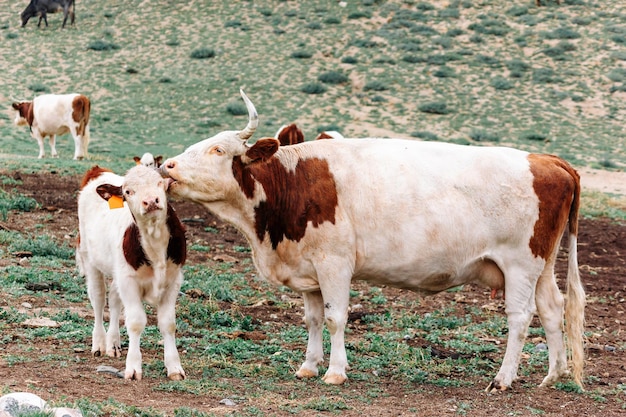 Uma vaca lambe um bezerro no pasto