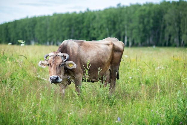 uma vaca magra com uma etiqueta e uma corrente pastando no campo e procurando por comida Vista frontal