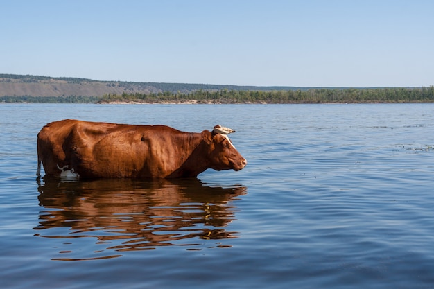 Uma vaca marrom está parada no rio Volga e fresca em um dia quente de verão.