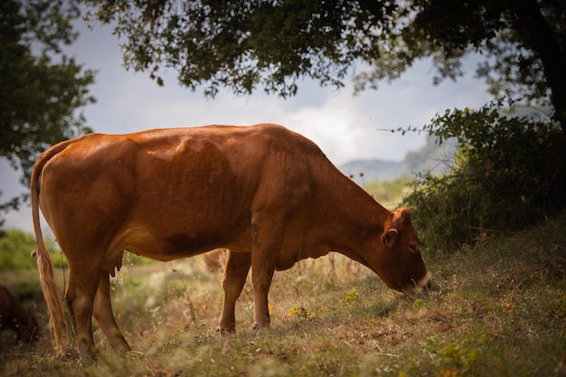 Uma vaca marrom pastando nas margens de um lago na montanha.