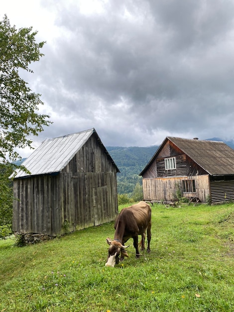 Uma vaca marrom pastava nas colinas do país perto das montanhas de outono dos celeiros da Ucrânia