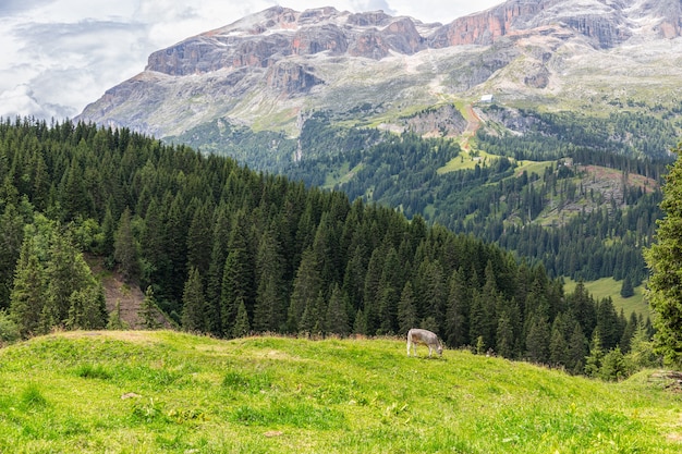 Uma vaca mordisca em um alto prado alpino nas Dolomitas italianas.