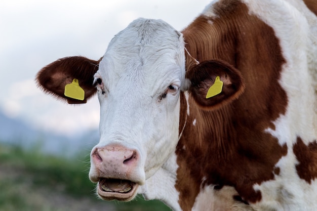 Uma vaca nas montanhas perto do lago Garda