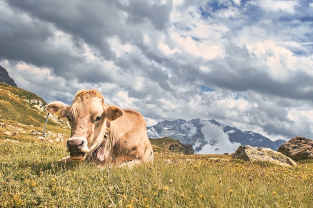 Uma vaca no alto das montanhas nos Alpes suíços