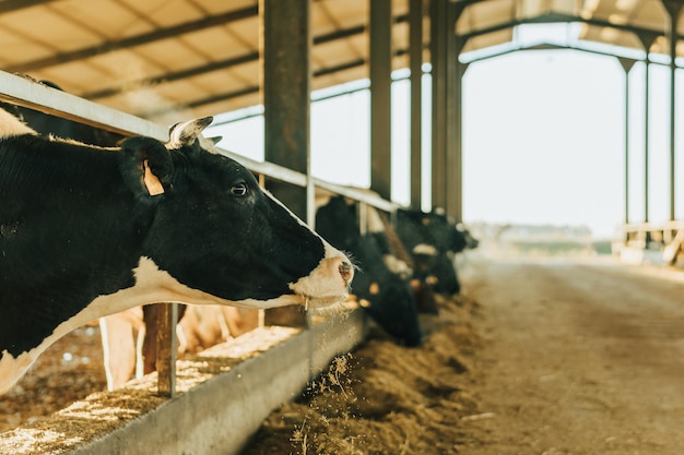 Uma vaca olha de lado para a câmera enquanto solta ração enquanto come. Animal