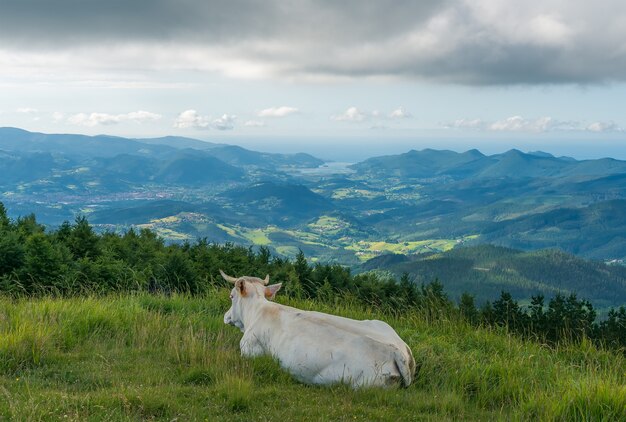 Uma vaca olhando o vale