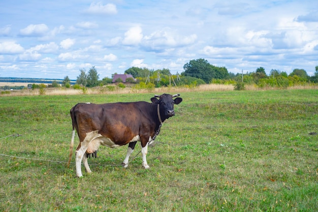 Uma vaca pastando no pasto durante o dia