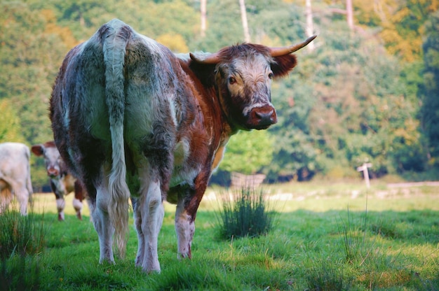 Uma vaca por trás, olhando em volta.