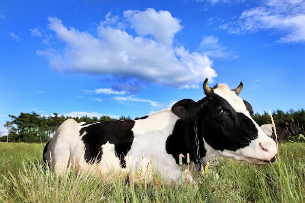 Uma vaca preta e branca deitada no campo sobre o céu azul