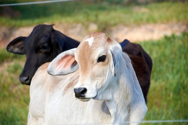 Foto uma vaca preta está parada em um campo com outras vacas.