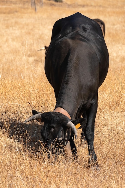 Uma vaca preta pasta com muitas moscas na cabeça nas pastagens da Extremadura comendo grama e bolotas