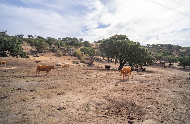 Uma vaca preta pasta com muitas moscas na cabeça