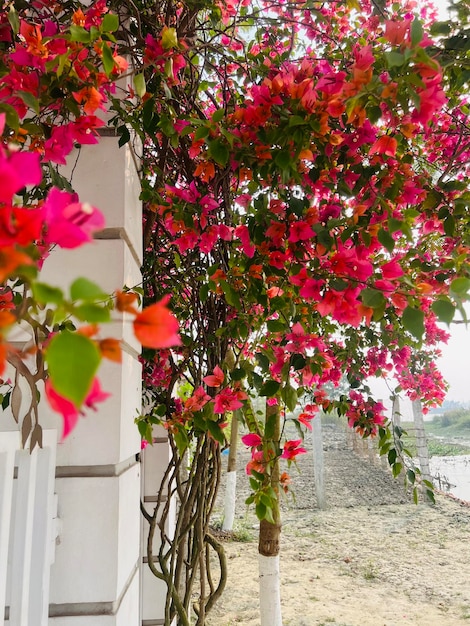 Uma varanda com flores de buganvílias