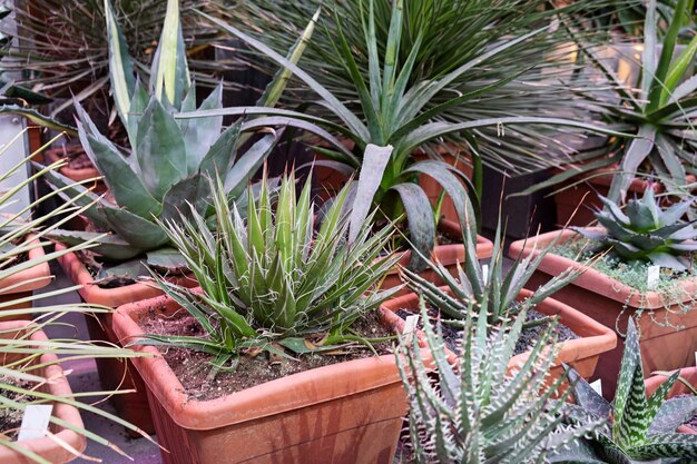 Uma variedade de cactos em exposição em uma fazenda de cactos. Fundo ecológico em cores neutras com plantas suculentas em vasos.