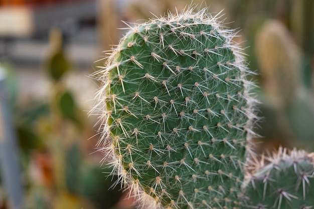 Uma variedade de cactos em exposição em uma fazenda de cactos. Fundo ecológico em cores neutras com plantas suculentas em vasos.