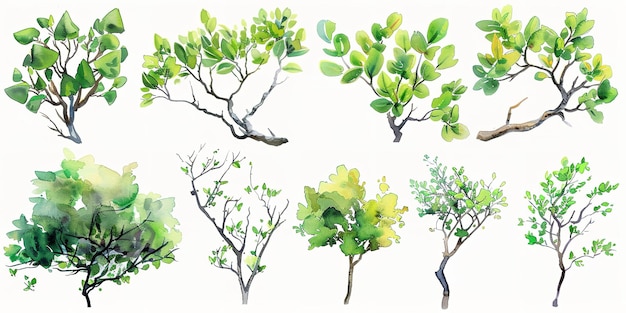 Uma variedade de ilustrações gráficas biológicas com uma série de galhos de árvores verdes renderizados em aquarela sobre um fundo branco e espaço IA generativa
