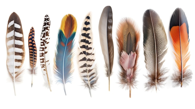 Uma variedade de penas de pássaros com diversos padrões e cores isoladas em um fundo branco