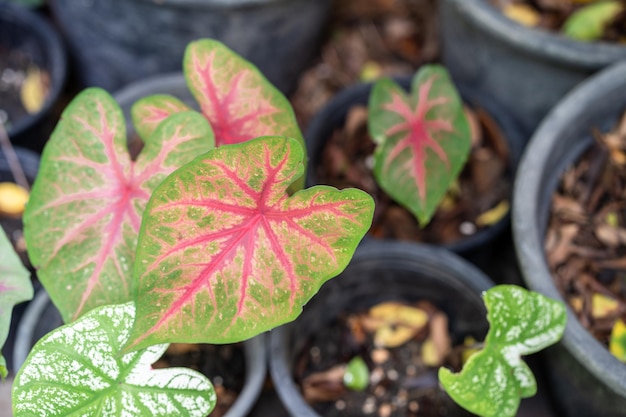 Uma variedade de plantas em vasos com o nome caládio neles