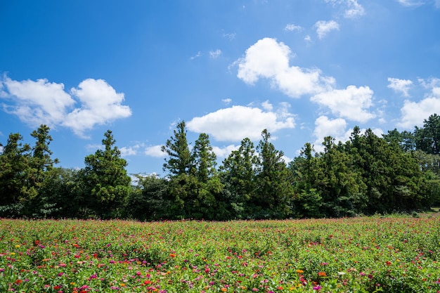 Uma vasta extensão de belos campos de cranberry