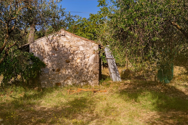 Uma velha casa de pedra srai para ferramentas agrícolas entre oliveiras e vinhas Verão no sul da Itália Paisagem rural