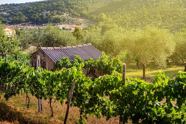 Uma velha casa de pedra srai para ferramentas agrícolas entre oliveiras e vinhas Verão no sul da Itália Paisagem rural