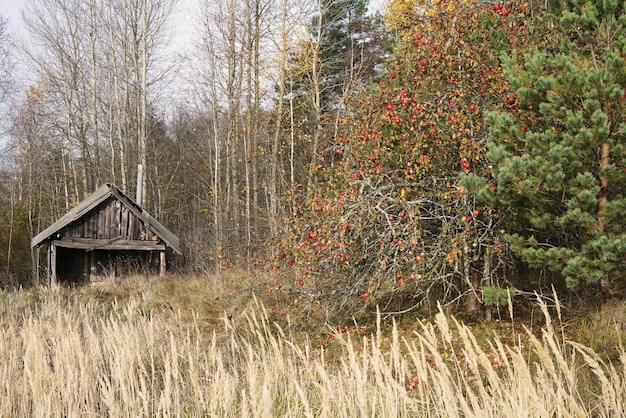 Uma velha casa escondida na floresta e macieira sem folhas no final do outono