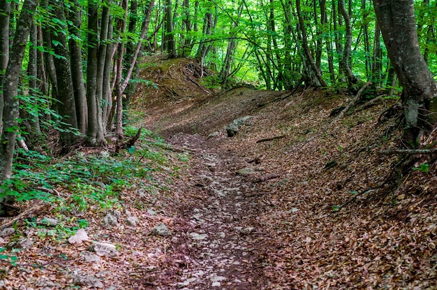Uma velha estrada rochosa na floresta subindo a montanha.