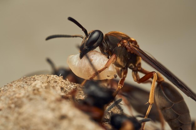 uma vespa com uma larva na mandíbula