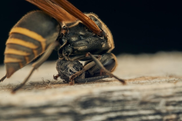 Uma vespa recolhendo madeira para sua fralda