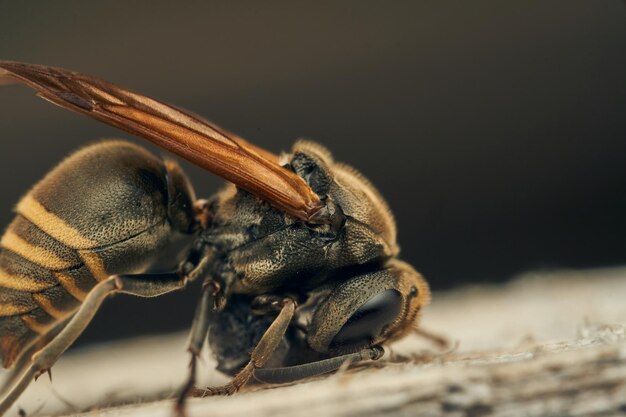 Uma vespa recolhendo madeira para sua fralda