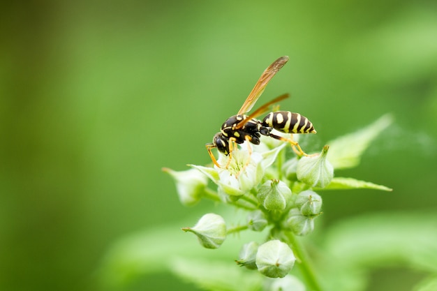 Uma vespa senta-se em uma flor de framboesa