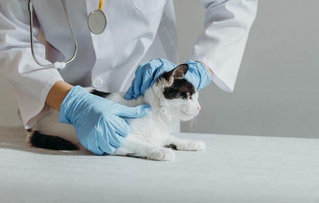 Uma veterinária examina a pele de um gatinho em busca de pulgas na clínica