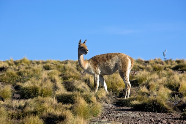 Uma vicunha no deserto de Atacama Chile