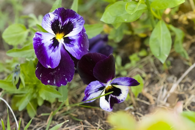 Uma viola tricolor em uma cama em um jardim ou jardim de flores se desenvolve ao vento Flores do jardim