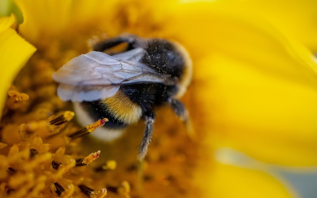 Uma visão aproximada de uma abelha por trás com asas dobradas coletando pólen de uma flor de girassol