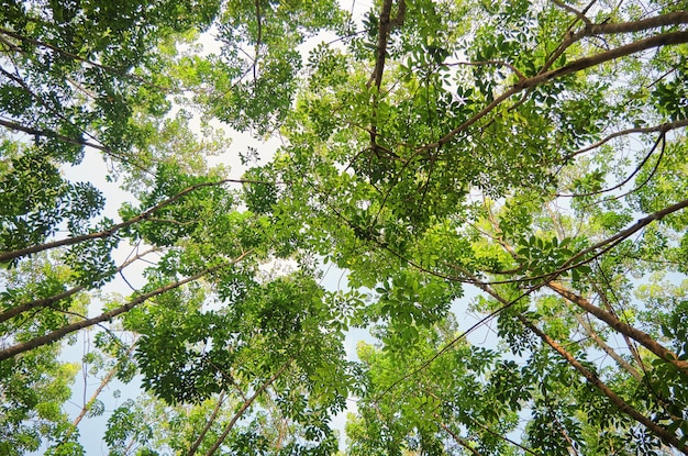 Uma visão das árvores na floresta