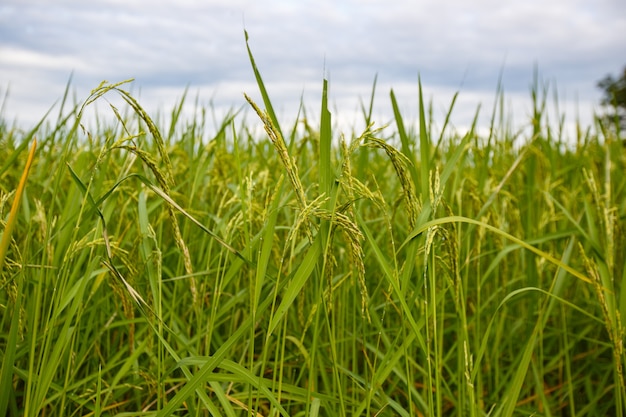 Uma visão de close-up de arroz. Agricultura tailandesa.