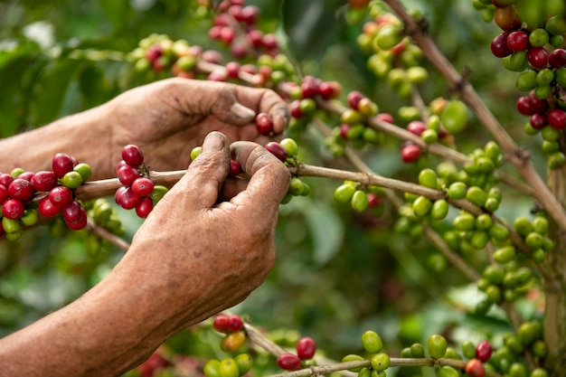 Uma visão de perto das mãos de um agricultor de café arábica colhendo grãos de uma planta em sua fazenda na Colômbia