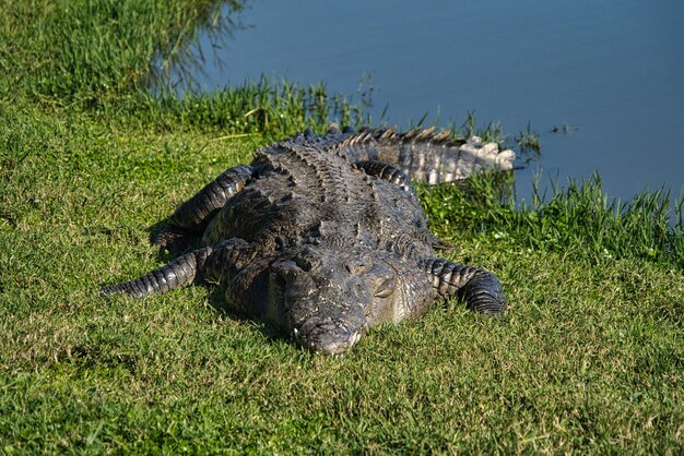 Uma visão de perto de um lagarto, um jacaré e um jacaré na grama