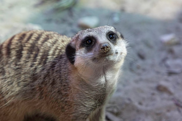 Uma visão de perto e de frente de um curioso Meerkat suricata suricatta com o nariz coberto de areia