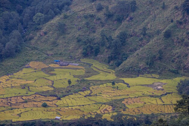 Uma visão de um campo de arroz nas montanhas