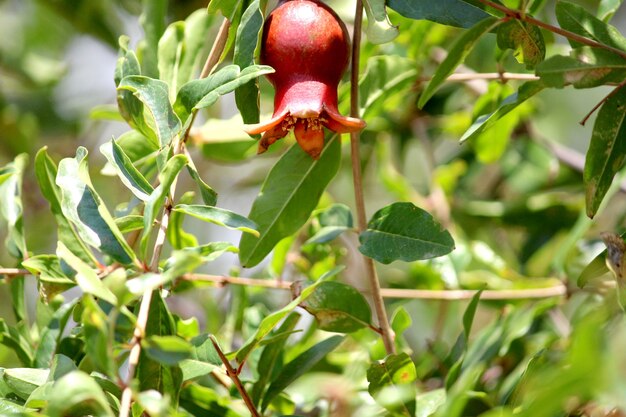 Uma visão do close-up da fruta da romã pendurada na árvore.