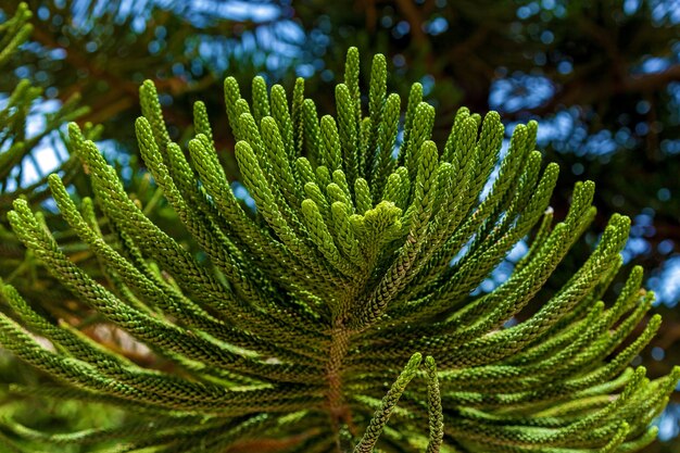 Uma visão do close-up das folhas verdes de um pinheiro no fundo das outras árvores.