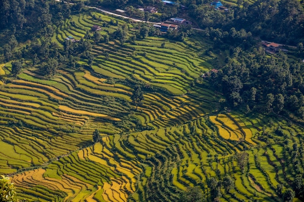 Uma visão dos terraços de arroz do ar