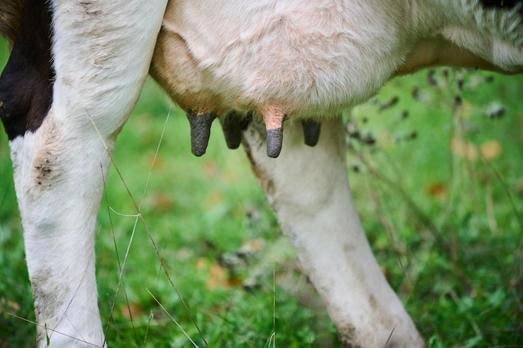 Foto uma visão em close-up de um úmero de vaca leiteira em um pasto a imagem mostra a metade inferior da vaca de pé em solo lamacento representando a agricultura e a produção de leite